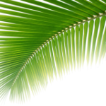 leaf2-1-230×160