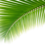 leaf2-1-270×160