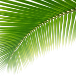 leaf2-1-500×300