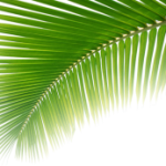 leaf2-300×173