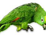 parrot-150×148