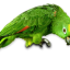 parrot-64×64