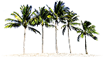 palm